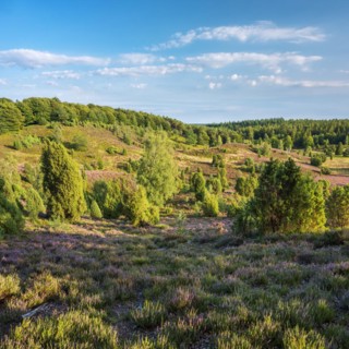 Typical heath landscape in the Totengrund near Wilsede with juniper and flowering heather,