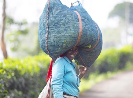 Indian tea picker carrying a big bag of tea leaves on her head, Munnar, Kerala, India, Asia