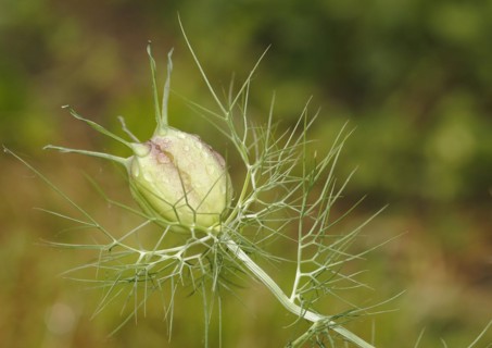 Black cumin (Nigella sativa) buttons with water droplets, North Rhine-Westphalia, Germany, Europe