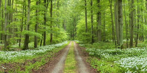 Panorama, hiking trail through the ramson (Allium ursinum) in the beech forest, Hainich National