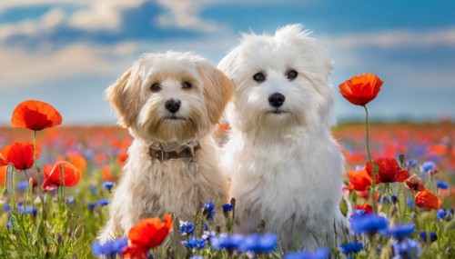 KI generated, animal, animals, mammal, mammals, Maltipoo (Canis lupus familiaris), dog, dogs,