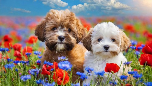 KI generated, animal, animals, mammal, mammals, Maltipoo (Canis lupus familiaris), dog, dogs,