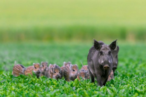Wild boar sounder (Sus scrofa), two young sows, females with piglets traversing sugar beet field in