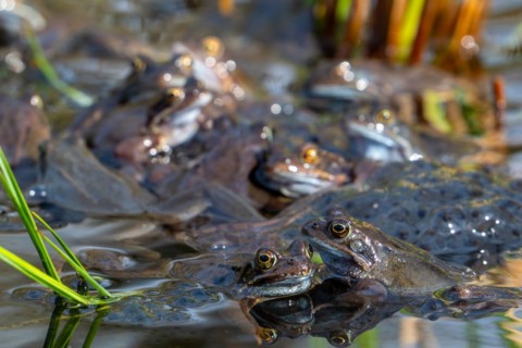 European common frogs, brown frogs, grass frog group (Rana temporaria) on eggs, frogspawn in pond