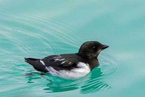 Little auk, dovekie (Alle alle) swimming in the Arctic Ocean, Svalbard, Spitsbergen, Norway, Europe