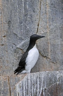 Thick-billed murre, Bruennich's guillemot (Uria lomvia) resting on rock ledge in sea cliff at