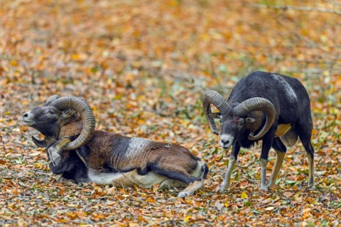 Defeated European mouflon (Ovis aries musimon) lying down after fight by two rams bashing heads and