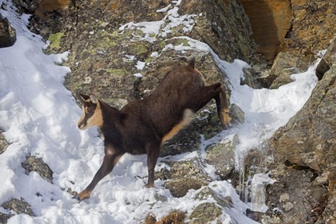 Alpine chamois (Rupicapra rupicapra) fleeing male in dark winter coat descending steep gully in