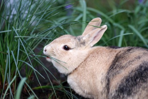 Rabbit (Oryctolagus cuniculus domestica), portrait, leaves, eating, The brown domestic rabbit has