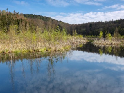 Lake Albertsee in the morning light, swampy sinkhole lake with floating islands in Frauenseer