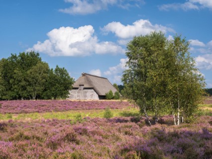 Typical heath landscape with old sheepfold, juniper and flowering heather, Lueneburg Heath, Lower