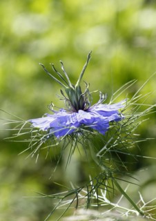 Genuine black cumin (Nigella sativa), North Rhine-Westphalia, Germany, Europe