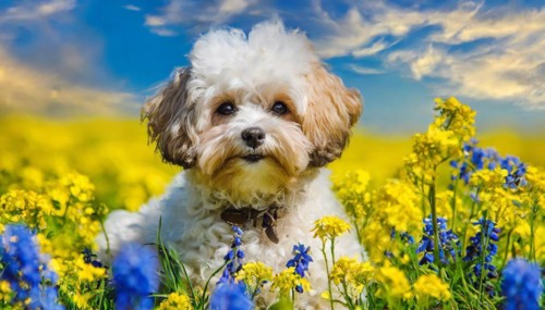 KI generated, animal, animals, mammal, mammals, Maltipoo (Canis lupus familiaris), dog, dogs,