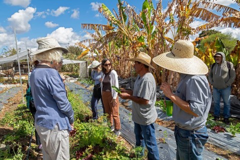 San Pablo Huitzo, Oaxaca, Mexico, Farmers are part of a cooperative that uses agroecological