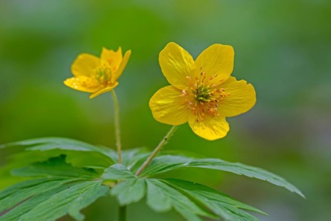 Yellow wood anemone, buttercup anemone (Anemone ranunculoides, Anemanthus ranunculoides) in flower