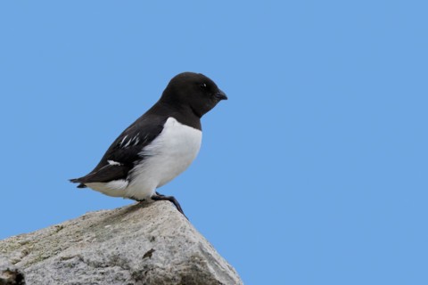 Little auk, dovekie (Alle alle) perched on rock along the Arctic Ocean, Svalbard, Spitsbergen,
