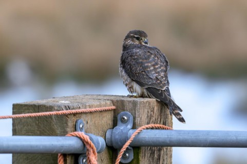 Eurasian merlin (Falco columbarius aesalon) female perched on wooden fence post along farmland in