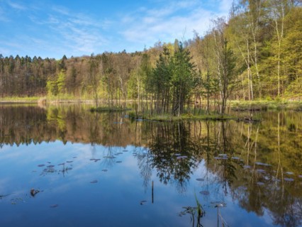 Lake Albertsee in the morning light, swampy sinkhole lake with floating islands in Frauenseer