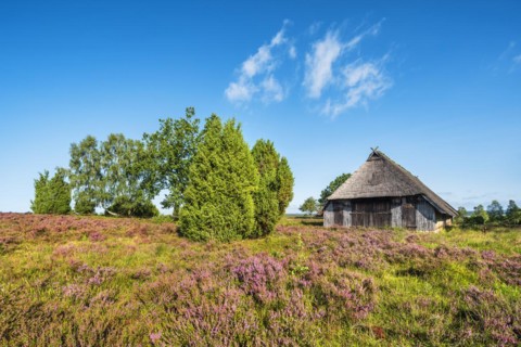 Typical heath landscape with old sheepfold, juniper and flowering heather, Lueneburg Heath, Lower