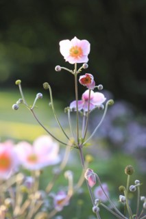 Chinese anemone (Anemone hupehensis), North Rhine-Westphalia, Germany, Europe