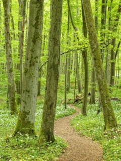Hiking trail through the ramson (Allium ursinum) in the beech forest, Hainich National Park, Bad