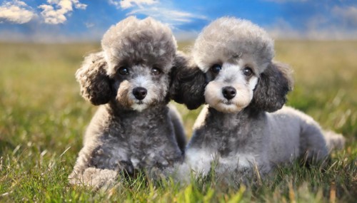KI generated, animals, mammals, dog, domestic dogs (Canis lupus familiaris), two animals,