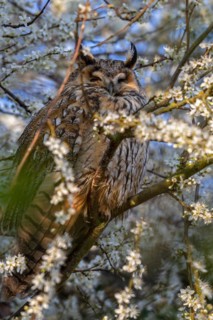 Long-eared owl (Asio otus) roosting in flowering plum tree in early spring