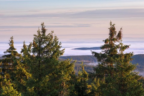 Morning atmosphere with morning light and morning fog on the Schneekopf in the Thuringian Forest,