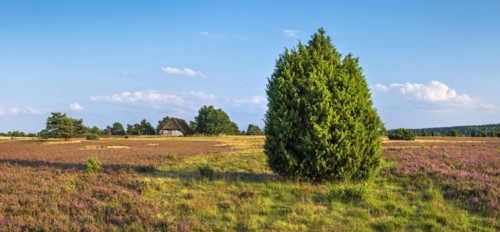 Typical heath landscape with old sheepfold, juniper and flowering heather, Lueneburg Heath, Lower