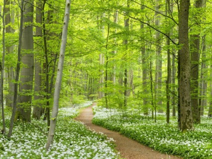 Hiking trail through the ramson (Allium ursinum) in the beech forest, Hainich National Park, Bad