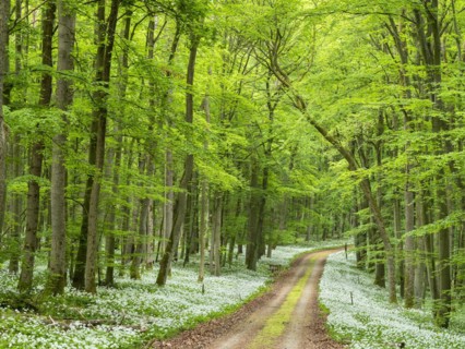 Hiking trail through the ramson (Allium ursinum) in the beech forest, Hainich National Park, Bad