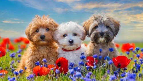 KI generated, animal, animals, mammal, mammals, Maltipoo (Canis lupus familiaris), dog, dogs,