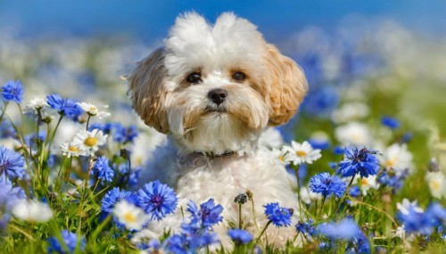 KI generated, animal, animals, mammal, mammals, Maltipoo (Canis lupus familiaris), dog, dogs,