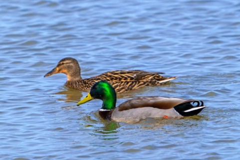 Mallard, wild duck (Anas platyrhynchos) couple, female and male, drake in breeding plumage swimming