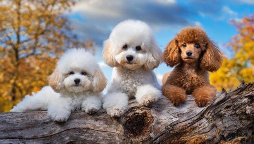 AI generated, animals, mammals, dog, domestic dogs (Canis lupus familiaris), three animals, puppies