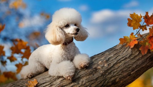 AI generated, animals, mammals, dog, domestic dogs (Canis lupus familiaris), white, white, autumn,