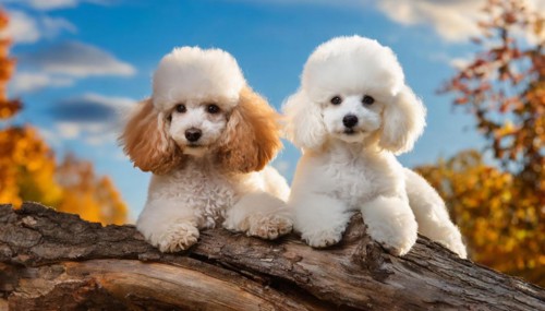 KI generated, animals, mammals, dog, domestic dogs (Canis lupus familiaris), two dogs, white,