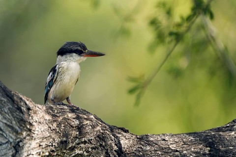 Striped fleece, South Africa, Limpopo, Africa