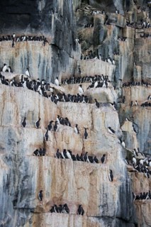 Thick-billed murres, Bruennich's guillemots (Uria lomvia) nesting on rock ledges in sea cliff at