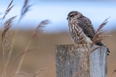 Eurasian merlin (Falco columbarius aesalon) female perched on wooden fence post along wetland in