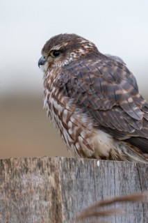Eurasian merlin (Falco columbarius aesalon) female perched on wooden fence post along wetland in