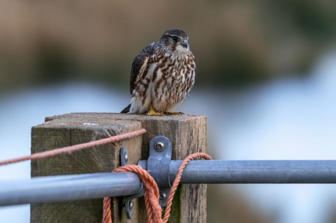 Eurasian merlin (Falco columbarius aesalon) female perched on wooden fence post along field in late