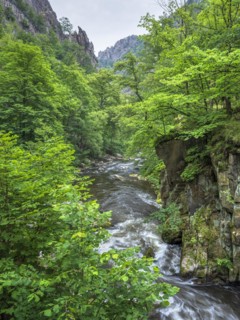 The River Bode with rapids and boulders in the Bode Valley between Thale and Treseburg, Harz