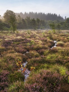 Black moor in the morning light, heather in bloom, Rhoen Biosphere Reserve, Bischofsheim in der