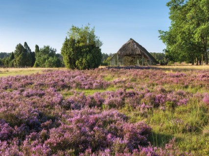 Typical heath landscape with old sheepfold, juniper and flowering heather, Lueneburg Heath, Lower