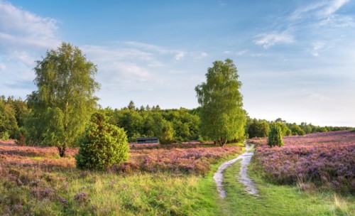 Typical heath landscape in Totengrund near Wilsede with juniper, hiking trail and flowering