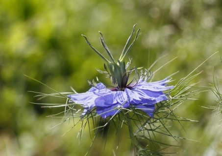 Genuine black cumin (Nigella sativa), North Rhine-Westphalia, Germany, Europe