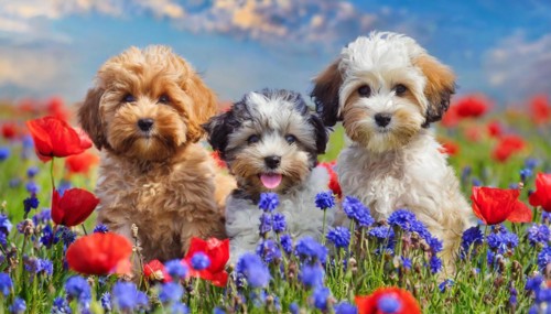 KI generated, animal, animals, mammal, mammals, Maltipoo (Canis lupus familiaris), dog, dogs,