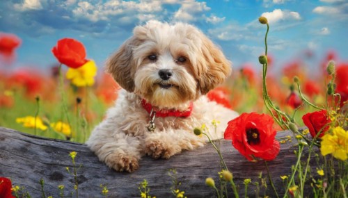 KI generated, animal, animals, mammal, mammals, Maltipoo (Canis lupus familiaris), dog, dogs,