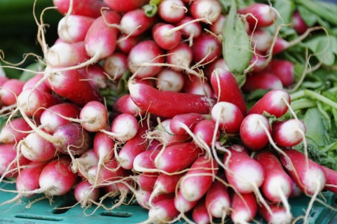 Marseille market, Fresh red radishes bundled for sale at a market, Marseille, Departement